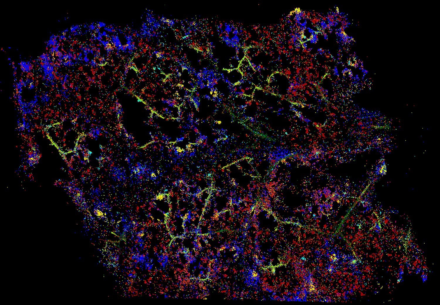 Identifying PRIMER Cells and their Role in Defense Signaling