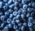 Genetic Study Uncovers Growing Threat of Powdery Mildew to Blueberry Crops