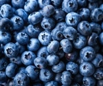 Genetic Study Uncovers Growing Threat of Powdery Mildew to Blueberry Crops