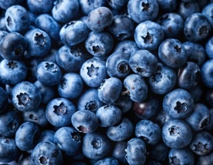 Genetic Study Uncovers Growing Threat of Powdery Mildew to Blueberry Crops