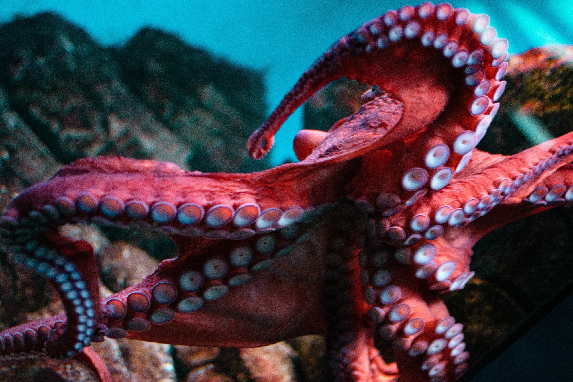 Red and white octopus deep underwater.