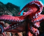 Segmented Nerve Cords Enable Precision and Flexibility in Cephalopod Arms