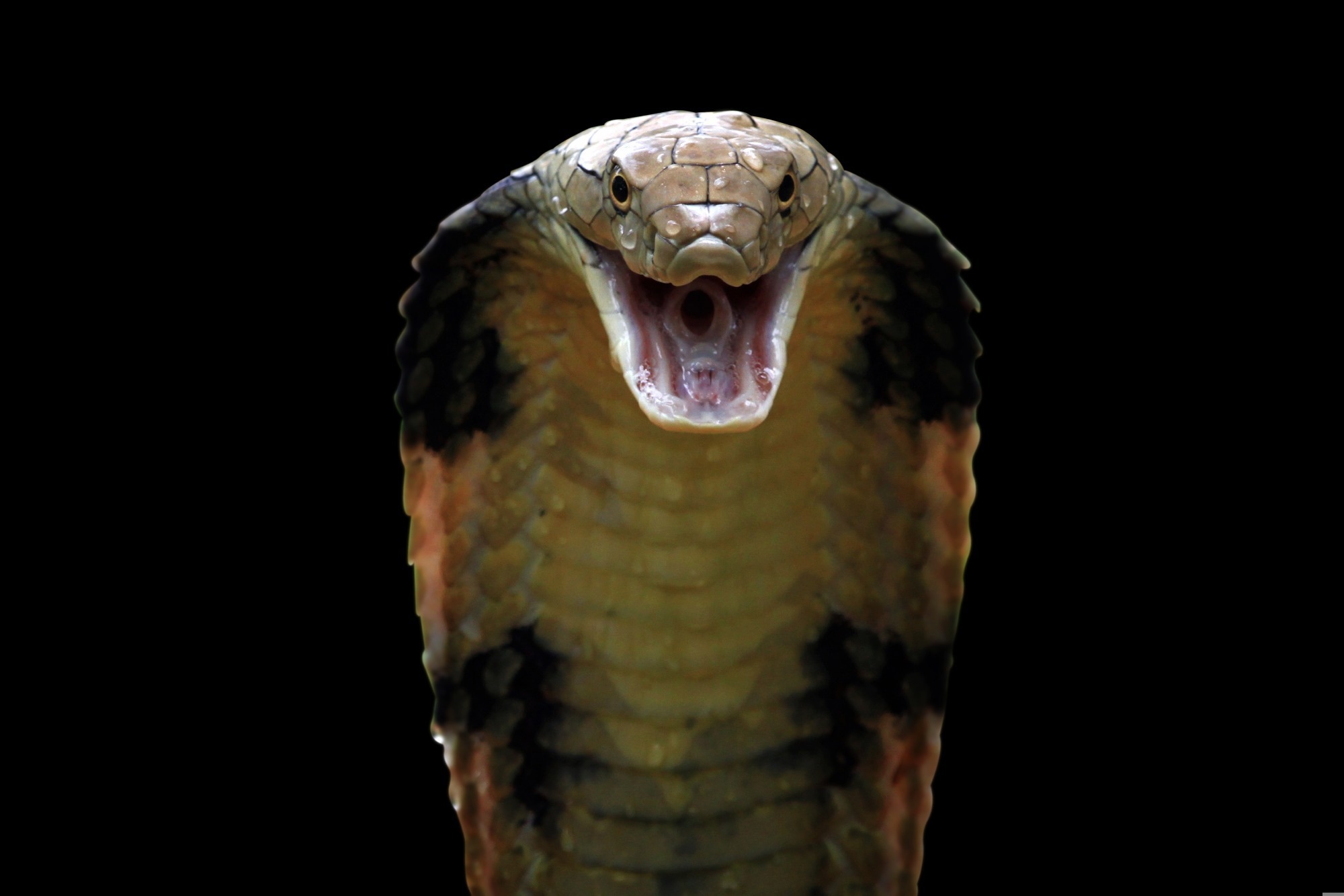Closeup head of king cobra snake.