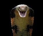 AI-designed proteins revolutionize snakebite treatment