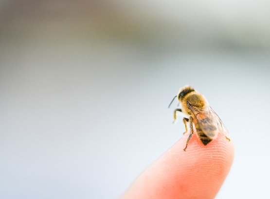 Scientists Uncover an Immune System Power Play Behind Bee Venom Allergy