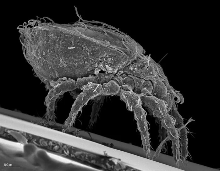 Genome Dynamics Reveals the Keys to Long-Term Survival in an Asexual Mite