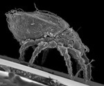 Genome Dynamics Reveals the Keys to Long-Term Survival in an Asexual Mite