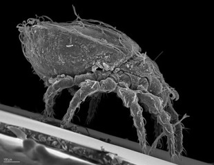 Genome Dynamics Reveals the Keys to Long-Term Survival in an Asexual Mite