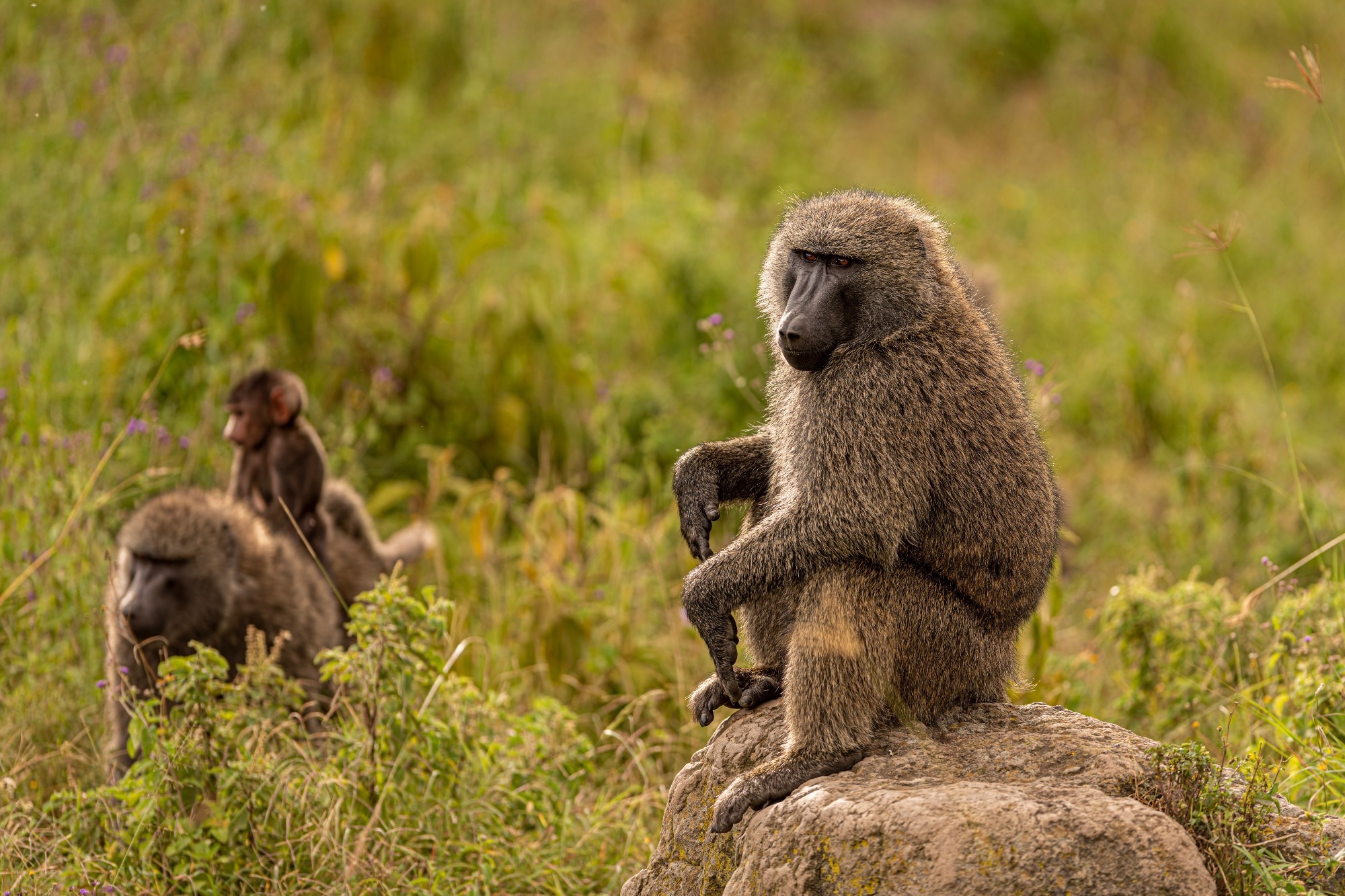 The olive baboon (Papio anubis), also called the Anubis baboon, is a member of the family Cercopithecidae (Old World monkeys).