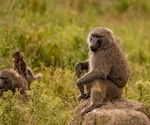 The Cost of Being King: Alpha Baboons Trade Power for Survival