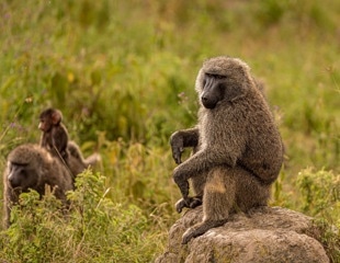 The Cost of Being King: Alpha Baboons Trade Power for Survival