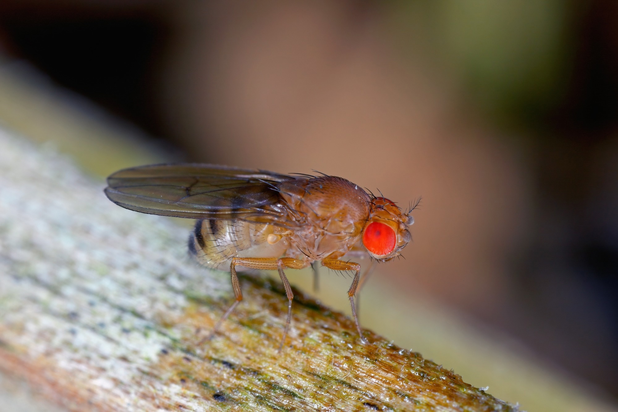 Drosophila suzukii, commonly called the spotted wing drosophila, cherry drosophila or SWD.