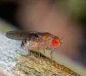Fruit Fly Immune Responses May Help Predict Human Susceptibility to New Viruses