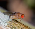 Fruit Fly Immune Responses May Help Predict Human Susceptibility to New Viruses