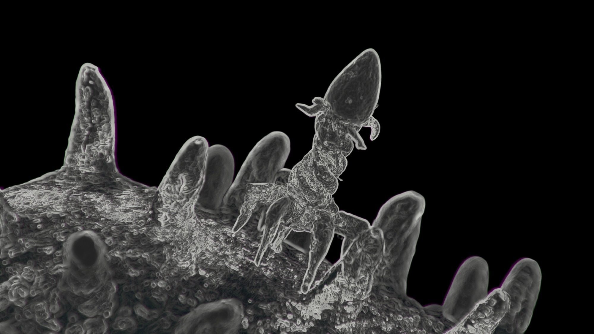 Model of a bacteriophage that sits on a virus. In some cases, they are used in the fight against bacteria instead of antibiotics.