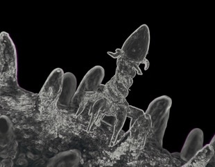 How Bacteriophages Build a Protein-Based Nucleus to Outsmart Bacteria