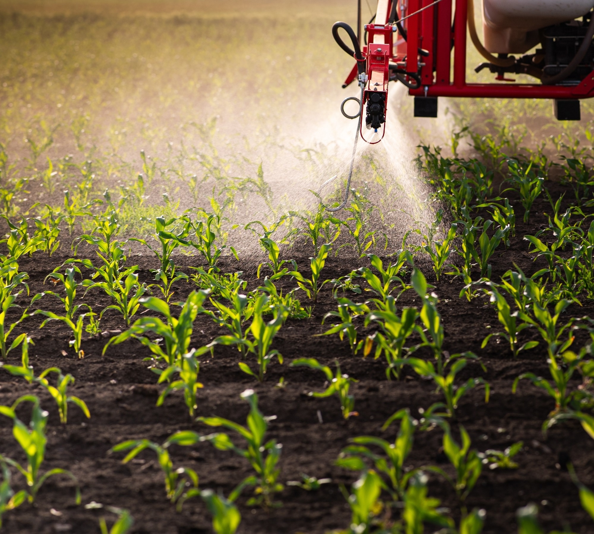 Tractor spraying pesticides on corn field with sprayer at spring.