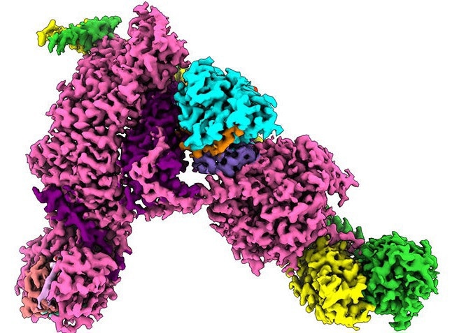 Researchers Unveil Process Behind Cellular Recycling and Waste Removal