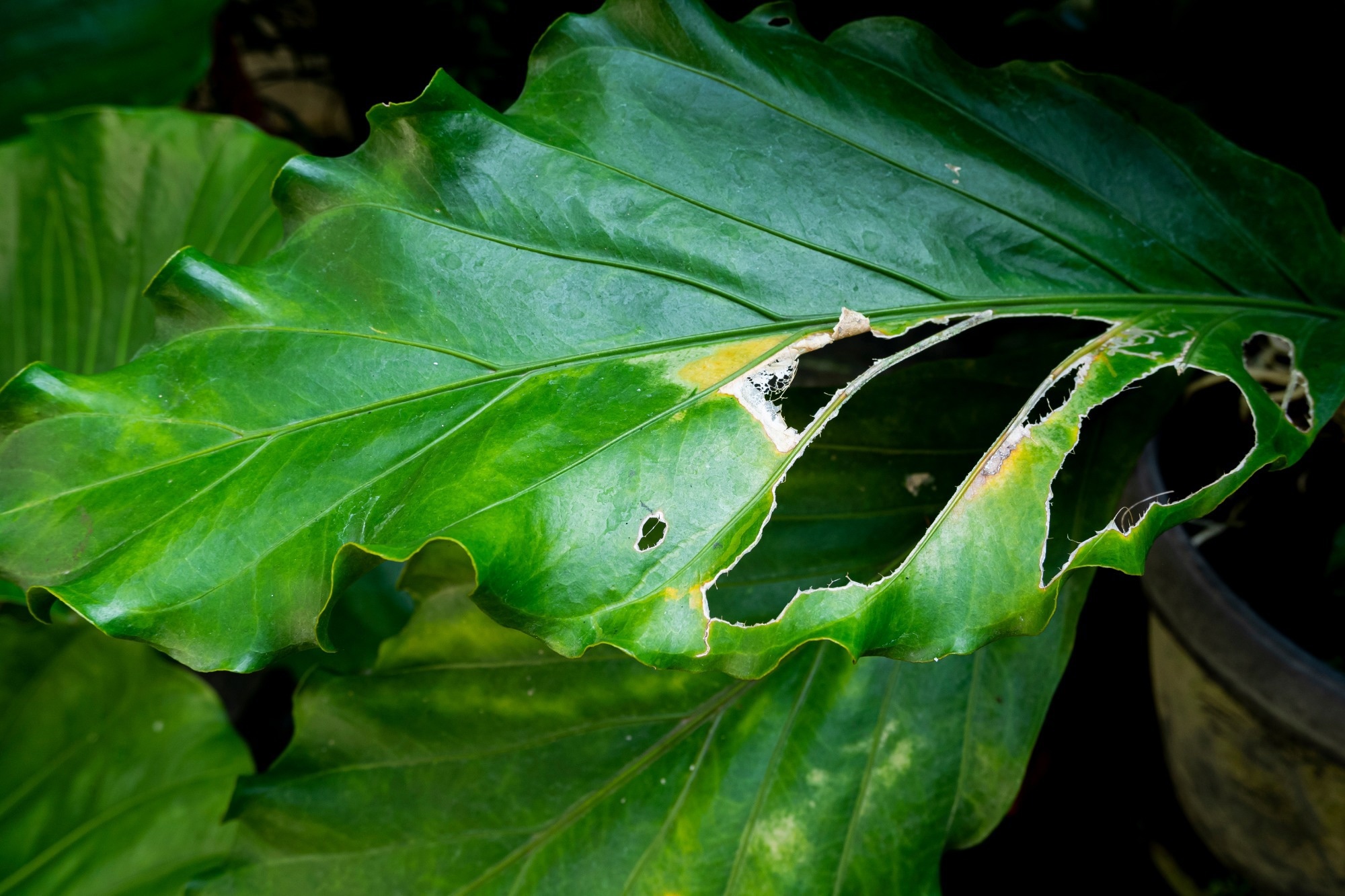 Broken anthurium leaf caused by insect or pest, from backyard house garden. Leaf torn.