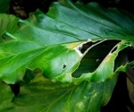Bacterial Cellulose Boosts Plant Healing, Opening New Frontiers in Agricultural Regeneration
