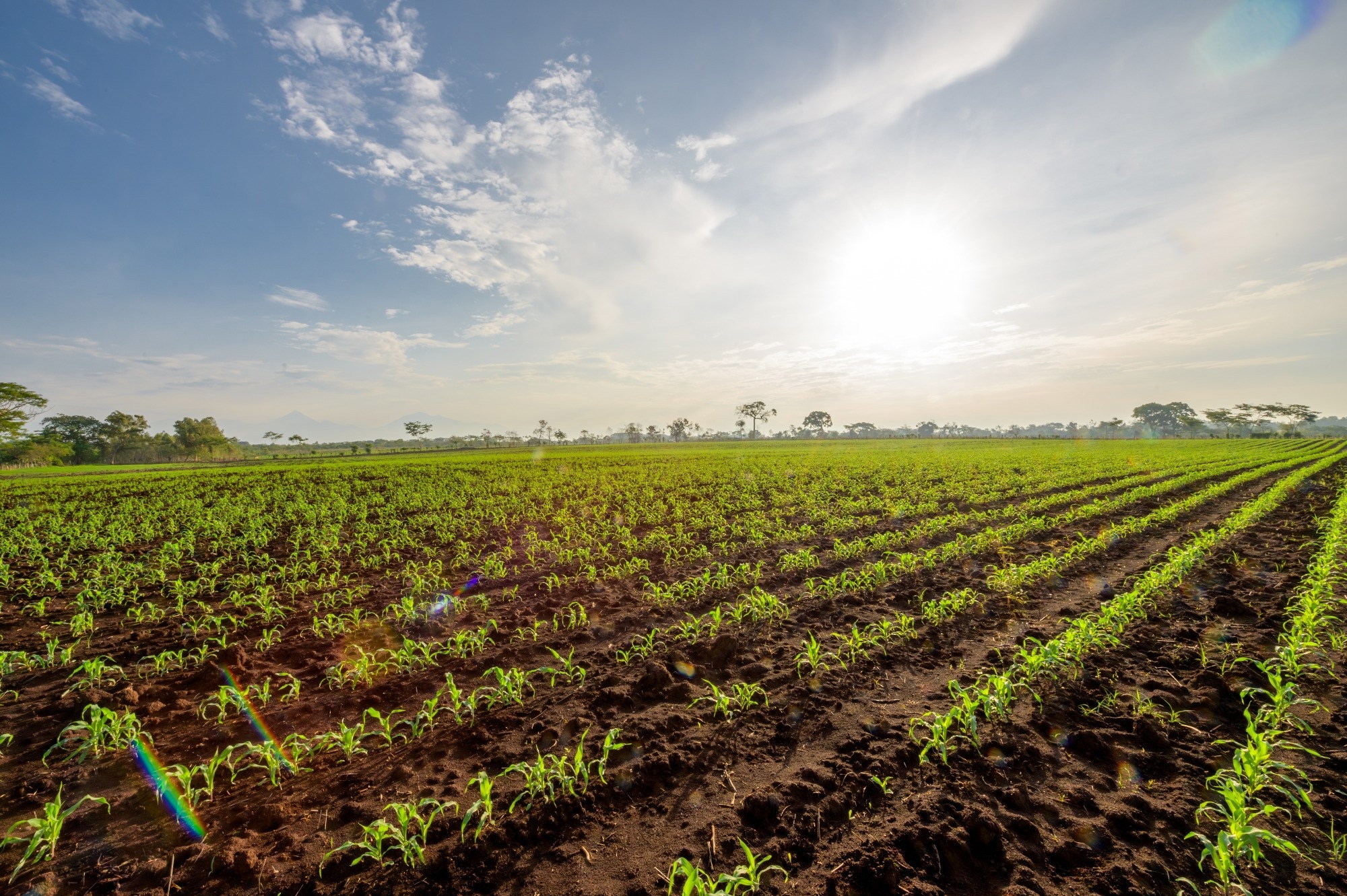 Wide view of newly planted corn field under a blue sky with clouds.