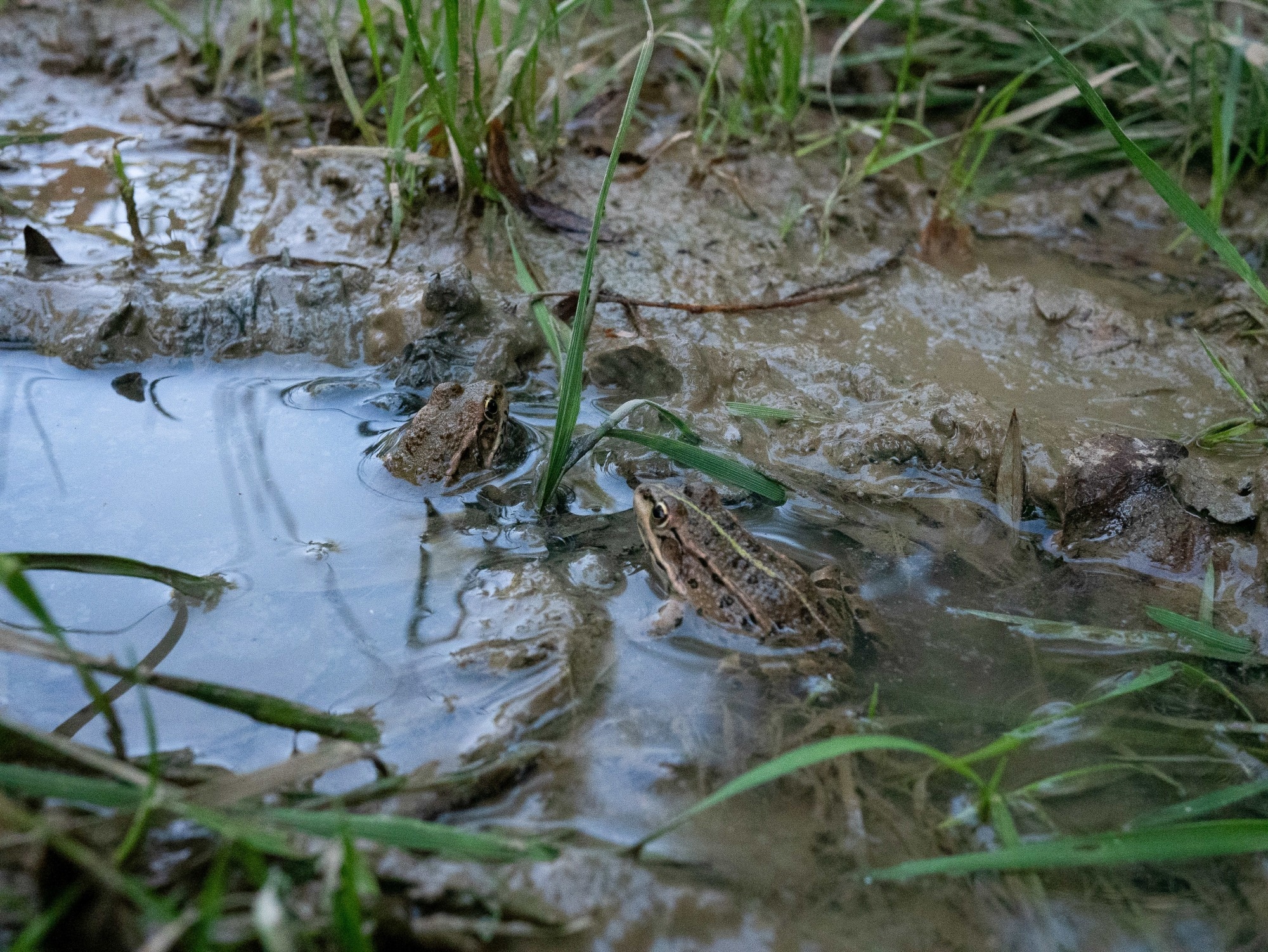 A close-up view of frogs resting in their natural habitat within a lush nature reserve.