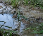 Chilean Researchers Rediscover a Frog Lost to Science for 130 Years