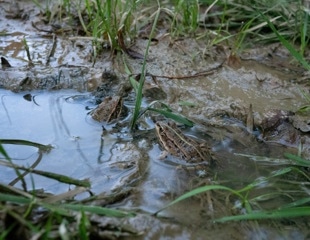 Chilean Researchers Rediscover a Frog Lost to Science for 130 Years