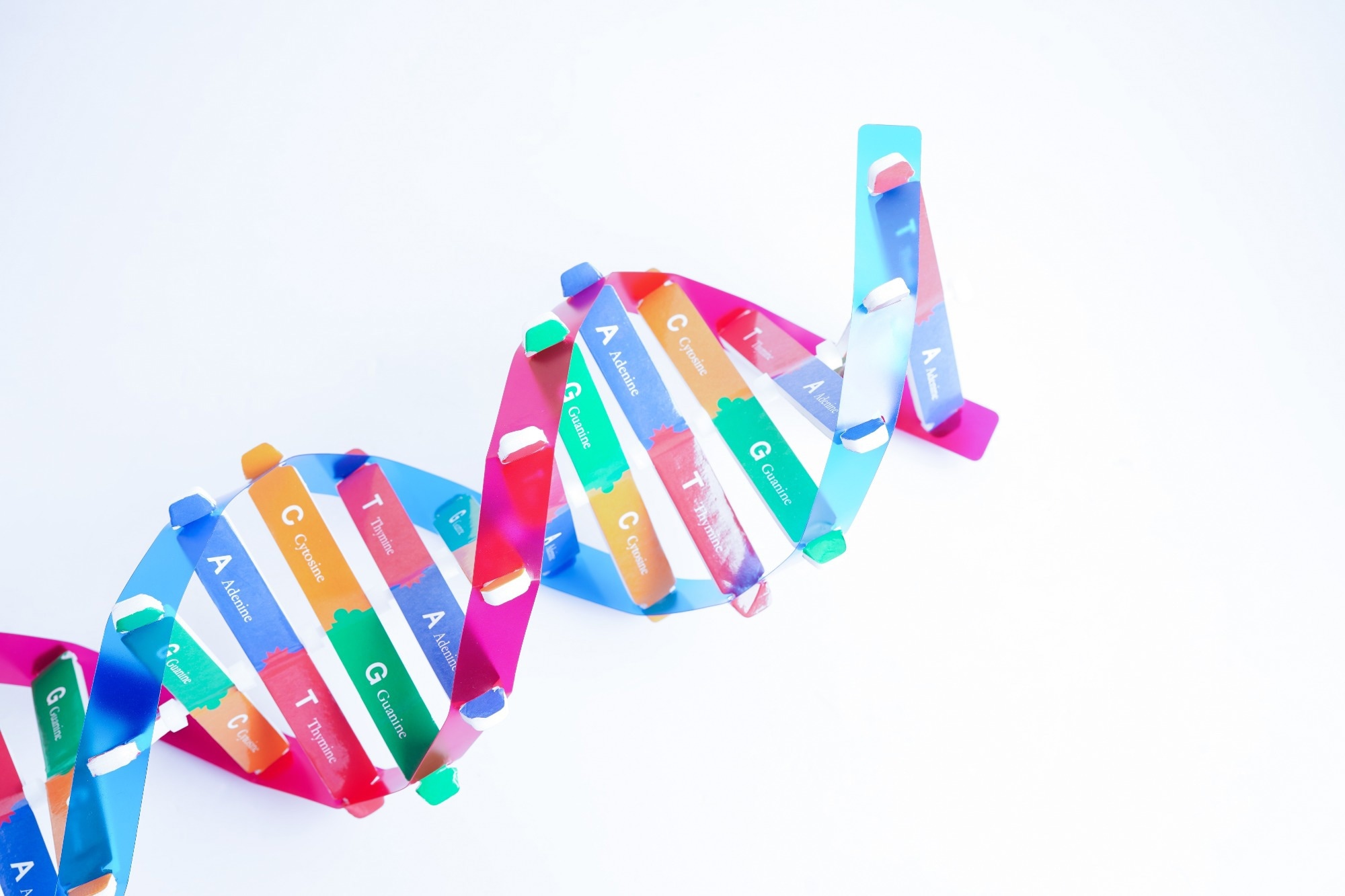 DNA molecule spiral structure model isolated on white background, chromosome and gene chemical science biology.