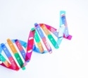 How Does DNA Unwind? Study Explores Helicase Mechanisms In DNA Replication