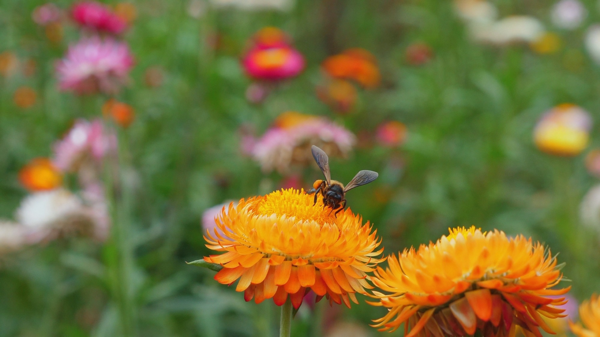 Close-up of bee collecting nectar from orange flowers in vibrant summer garden, promoting importance of pollination and biodiversity.