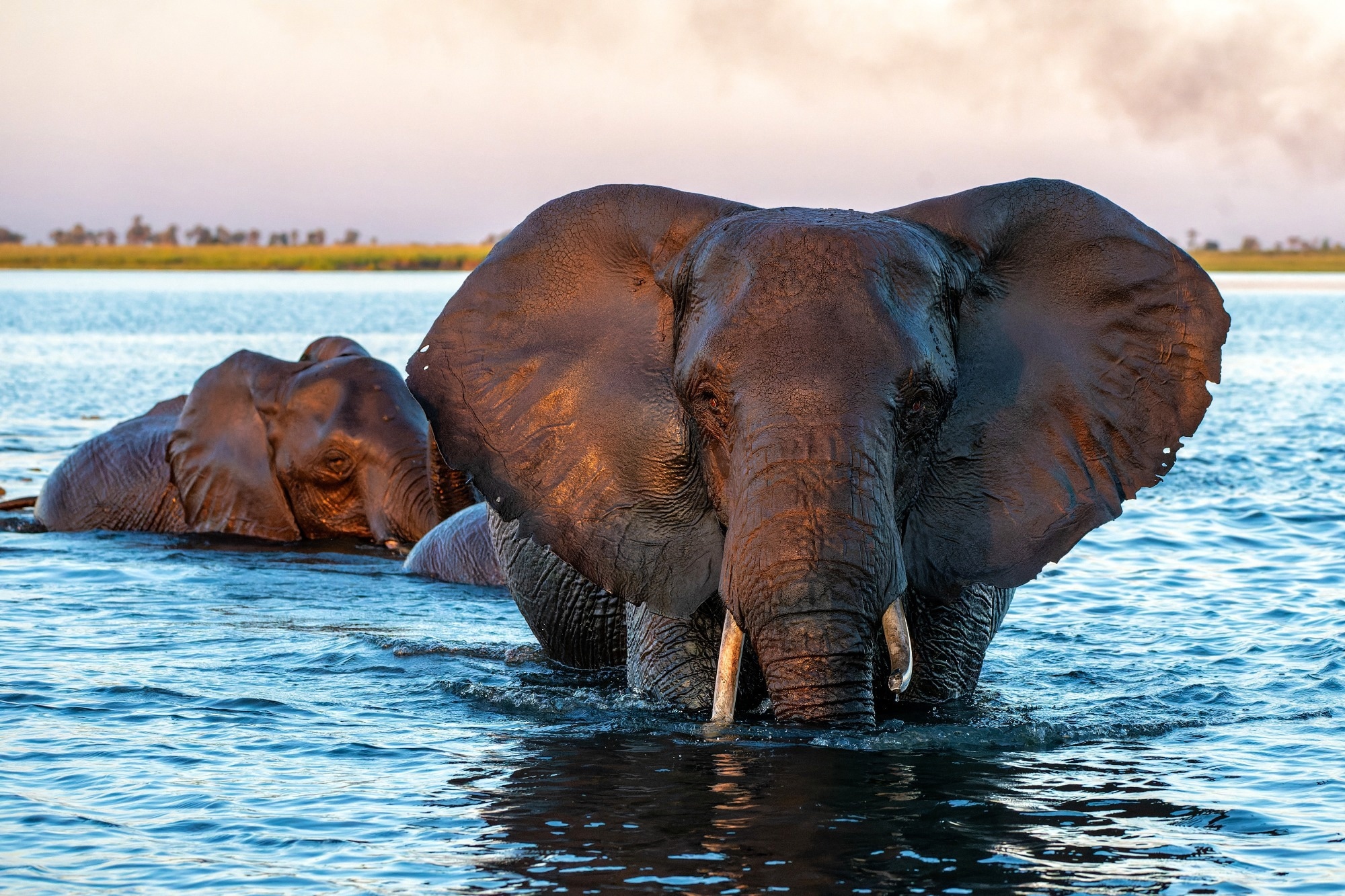 Elephant herd at sunset. After a day of eating on islands in the Chobe River, the elephants cross the water again to spend the night in the forests of the Chobe National Park in Botswana.