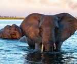 Energy Landscapes Influence the Habitat use of Elephants