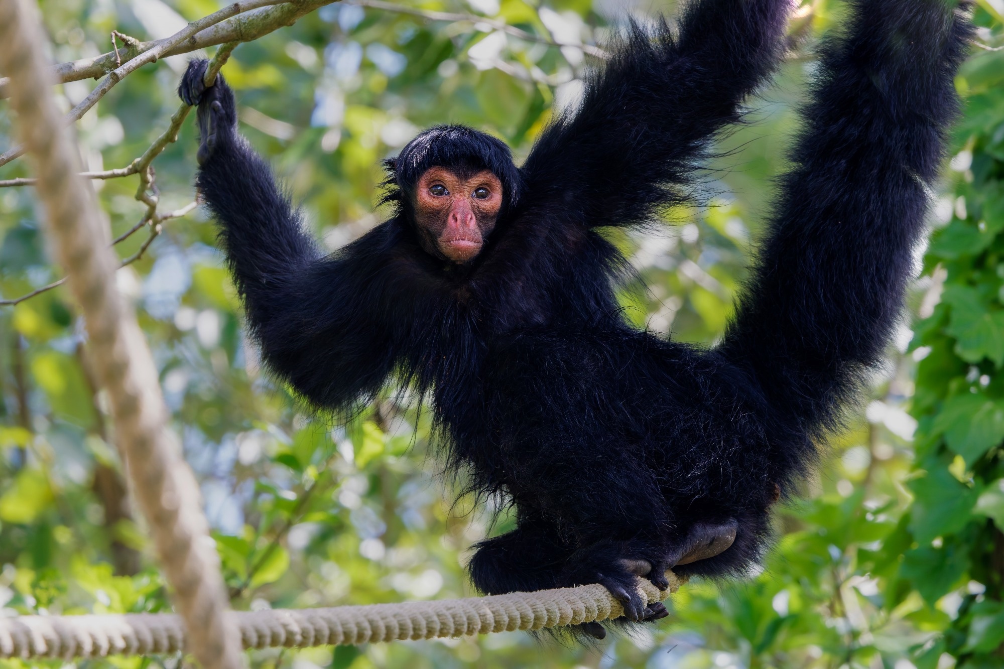 Red-faced spider monkey, Ateles paniscus hanging in some ropes.