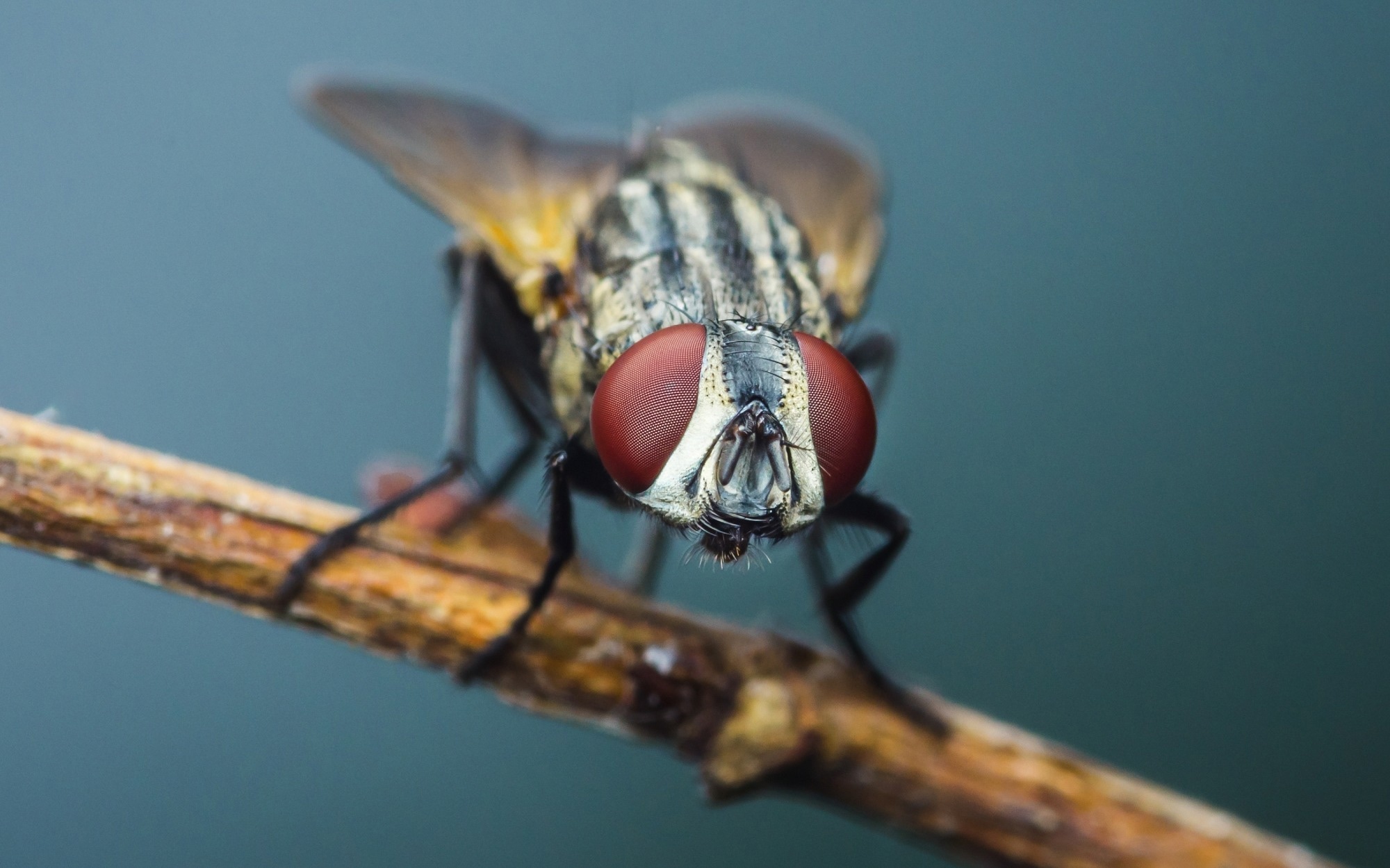 Close up a Fly perched on a tree branch, dry wood with isolated background, Common housefly, Colorful insect, Selective focus.