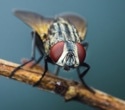 Flies Get Drunk on Purpose—But Not for the Reasons You Think