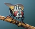 Flies Get Drunk on Purpose—But Not for the Reasons You Think
