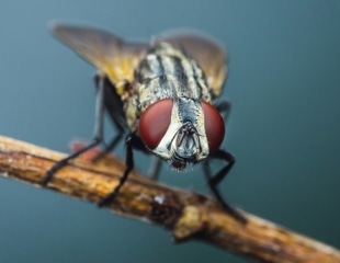 Flies Get Drunk on Purpose—But Not for the Reasons You Think