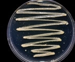 How P. syringae Outsmarts Amoeba with Chemical Surveillance and Strikes