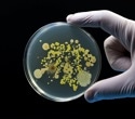 Researchers Develop Quantum-AI Platform to Predict Antimicrobial Resistance in Salmonella