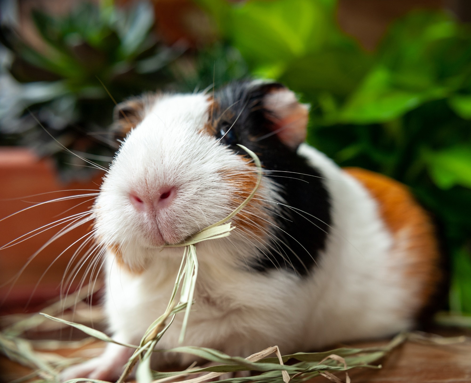 cute guinea pig eating hay.