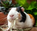 Guinea Pig Modeling To Study Human Preimplantation and Embryogenesis
