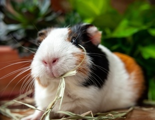 Guinea Pig Modeling To Study Human Preimplantation and Embryogenesis