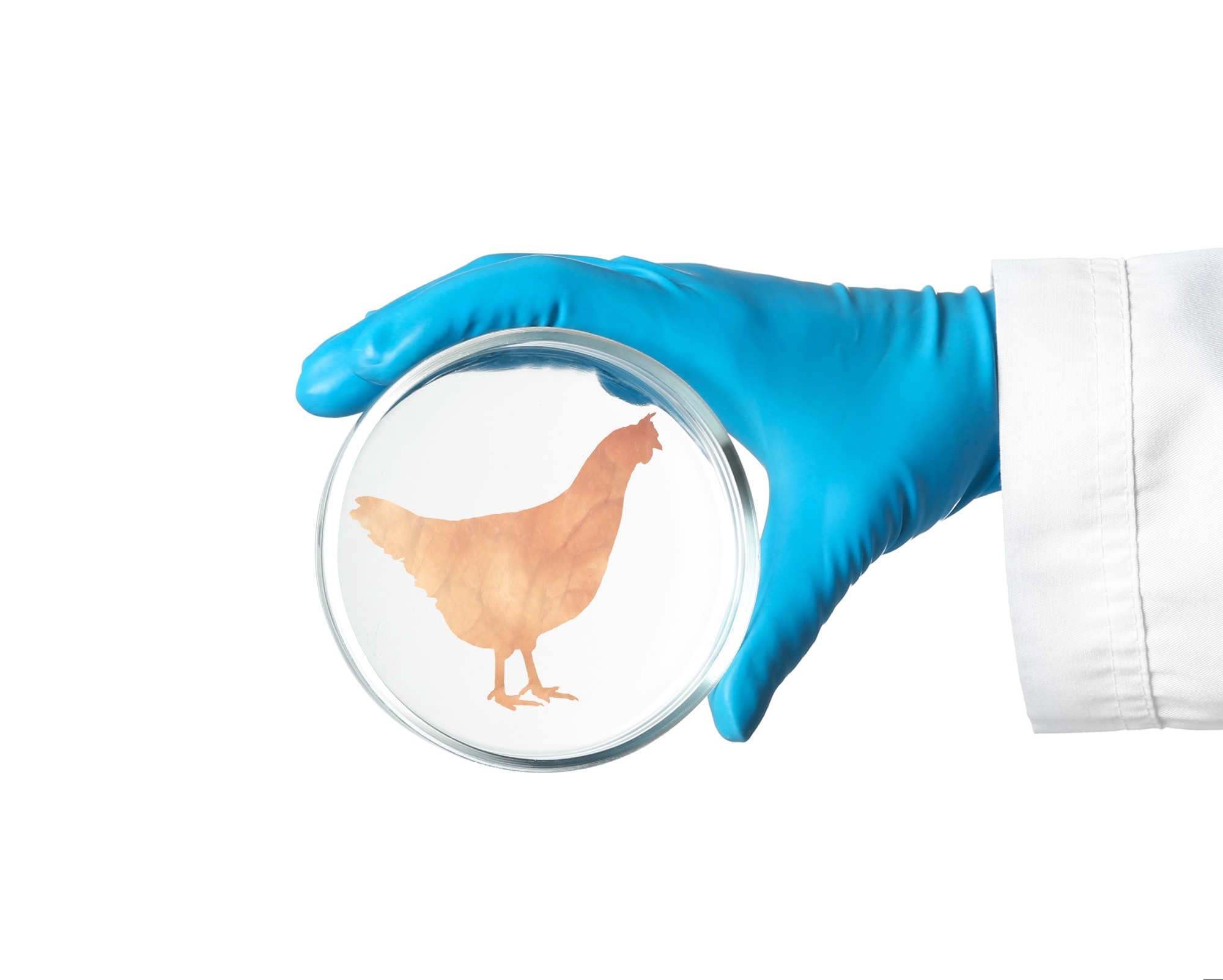 Scientist holding Petri dish with hen silhouette made of chicken fillet on white background, closeup.