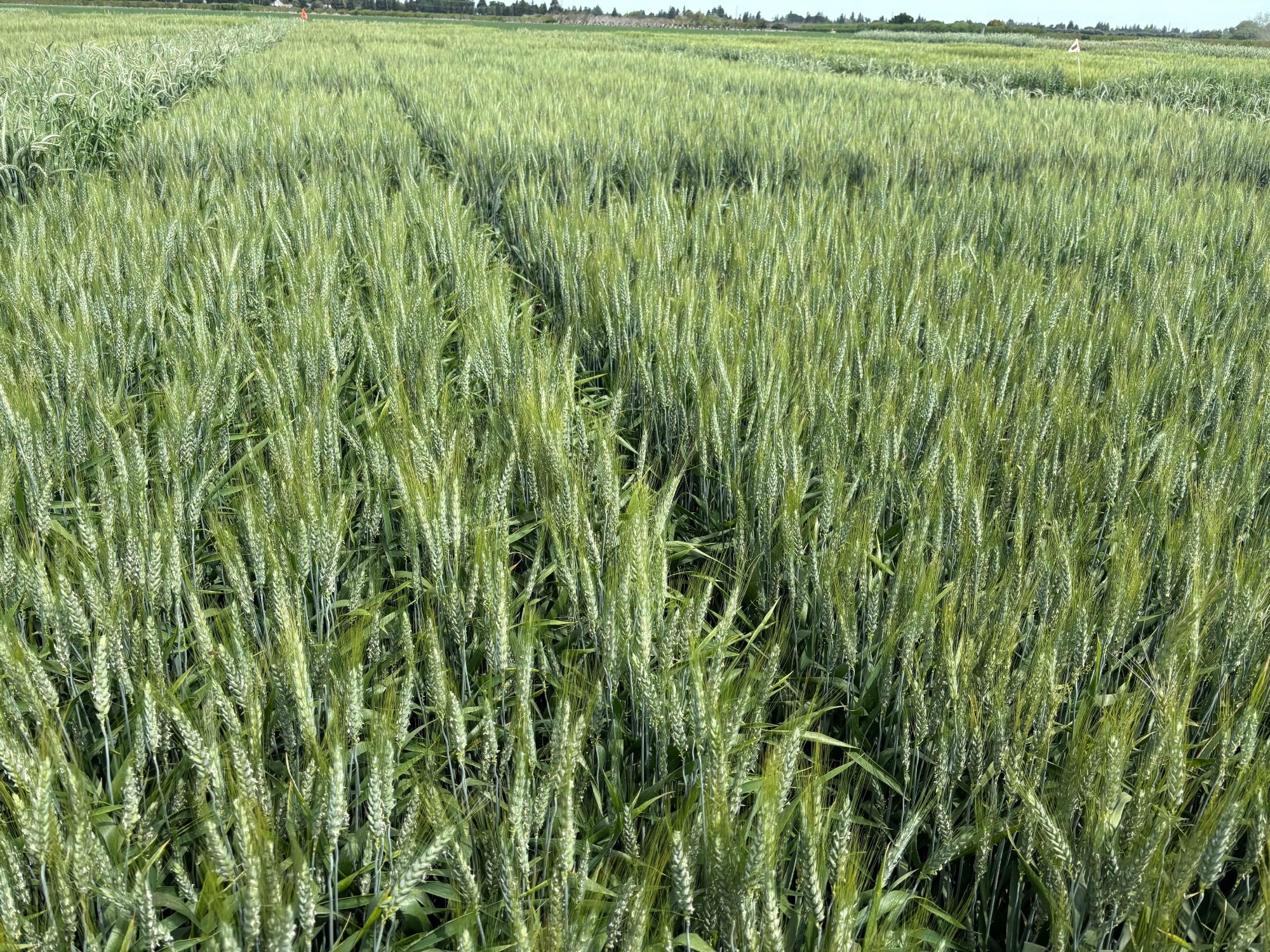 Wheat with reduced allergenicity growing at the UC Davis Agronomy Field Headquarters