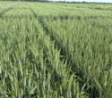 Gene Deletion in Wheat Reduces Allergenic Gluten