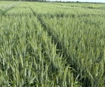 Gene Deletion in Wheat Reduces Allergenic Gluten