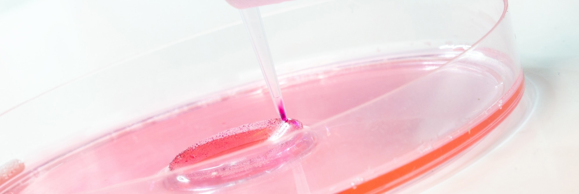 A close-up of a laboratory pipette dispensing a pink bio-ink or cell culture medium into a petri dish filled with gel-like material.