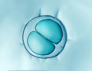 Role of LADs and Epigenetic Pathways in Nuclear Architecture During Early Mouse Embryo Development