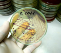 Identifying Key Genetic Elements for Plasmid Curing in E. coli